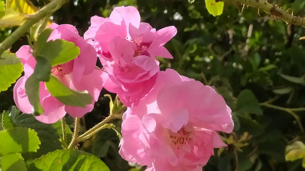 مبيت وإفطار الكيلا دي مجونة Les Jardins Du M'Goun المظهر الخارجي الصورة