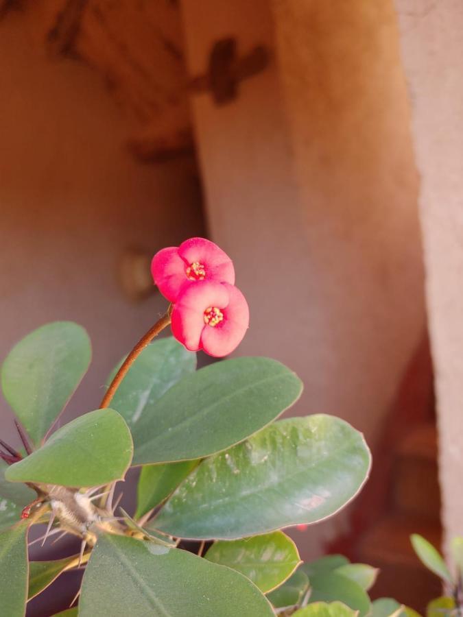 مبيت وإفطار الكيلا دي مجونة Les Jardins Du M'Goun المظهر الخارجي الصورة